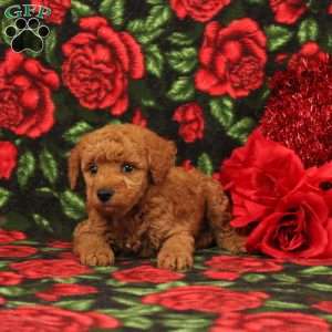 Solomon, Miniature Poodle Puppy